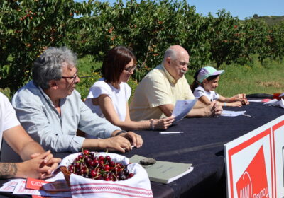 La marca colectiva ‘Cereza de Milagro’ reivindica el producto local con una producción prevista de más de medio millón de kilos en la presente campaña